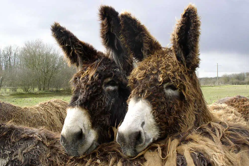 Deux baudets du Poitou posant leur tête sur le dos d'un autre baudet du Poitou