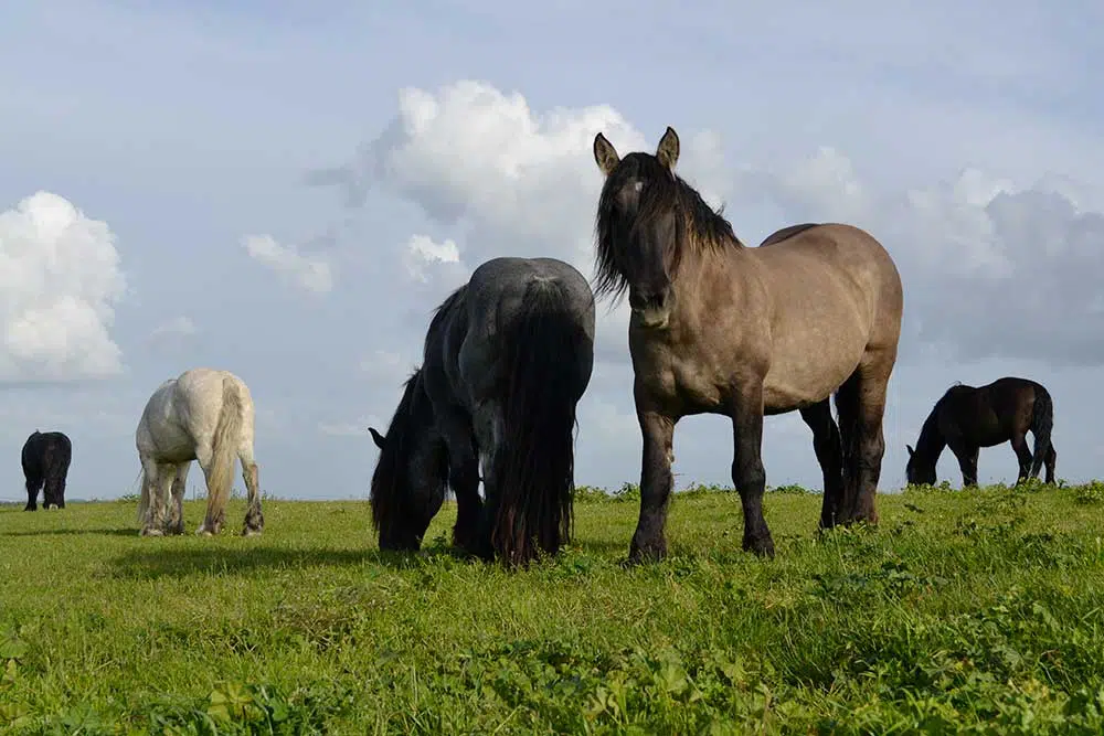 Cheval trait poitevin