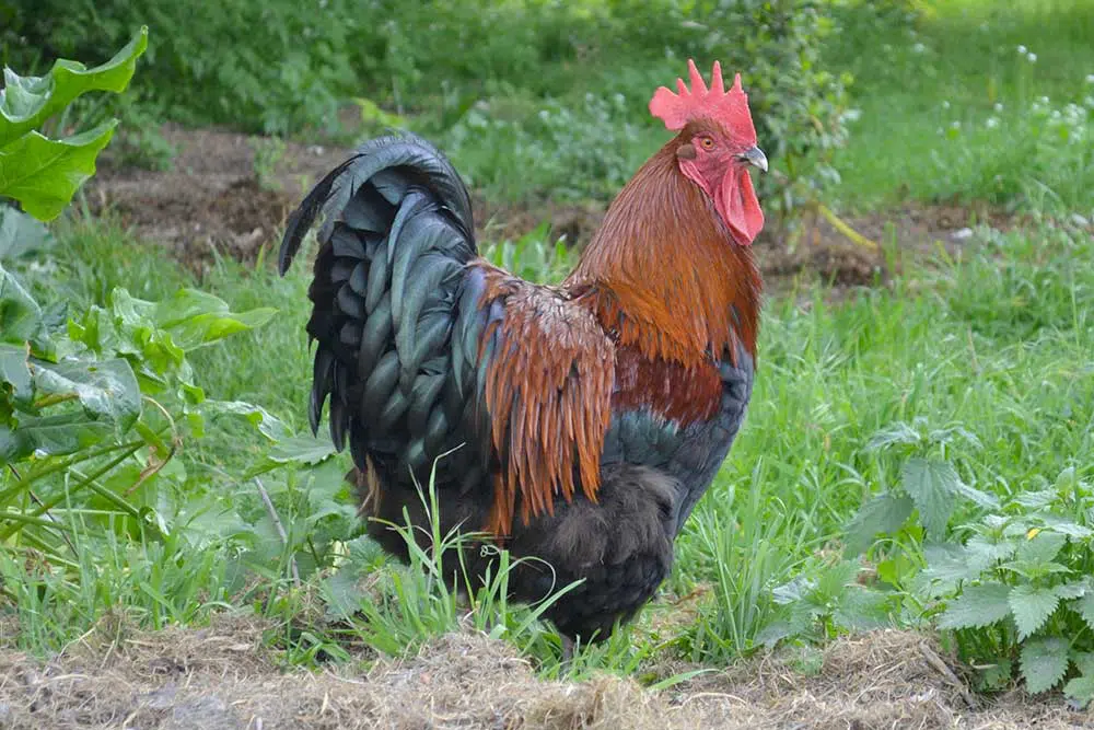 Coq de Marans