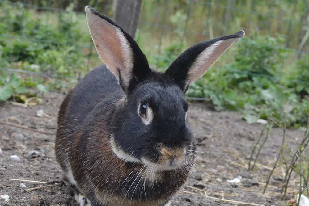 Lapin-chèvre