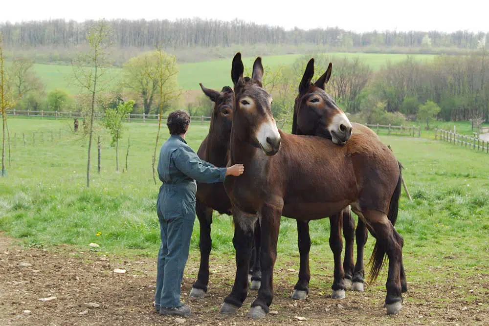 Mule poitevine