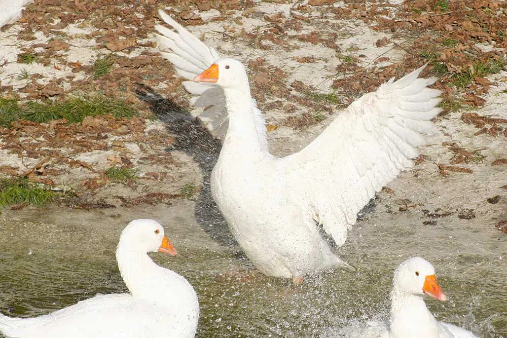 Une oie blanche du Poitou déployant ses ailes