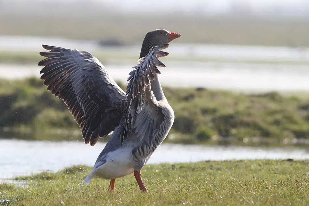 Une oie grise du Marais poitevin déployant ses ailes