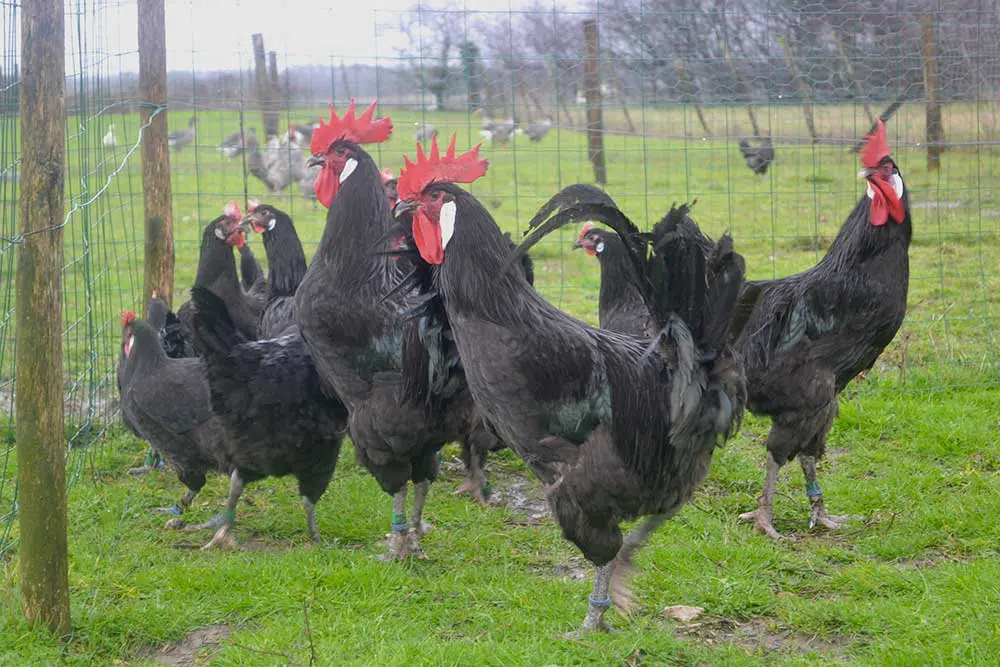 Poules et coqs de Barbezieux