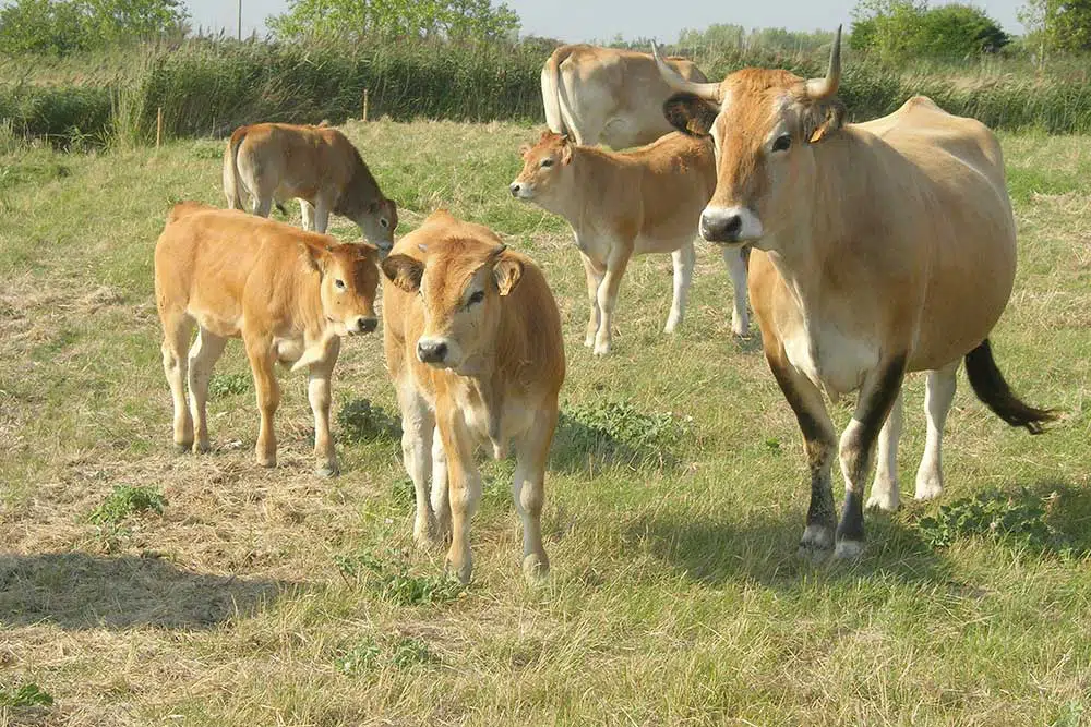 Des vaches maraîchines et leurs petits