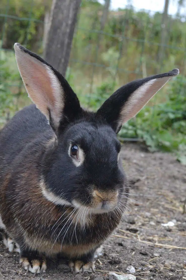 Lapin-chèvre ©cregene Lapin-chèvre