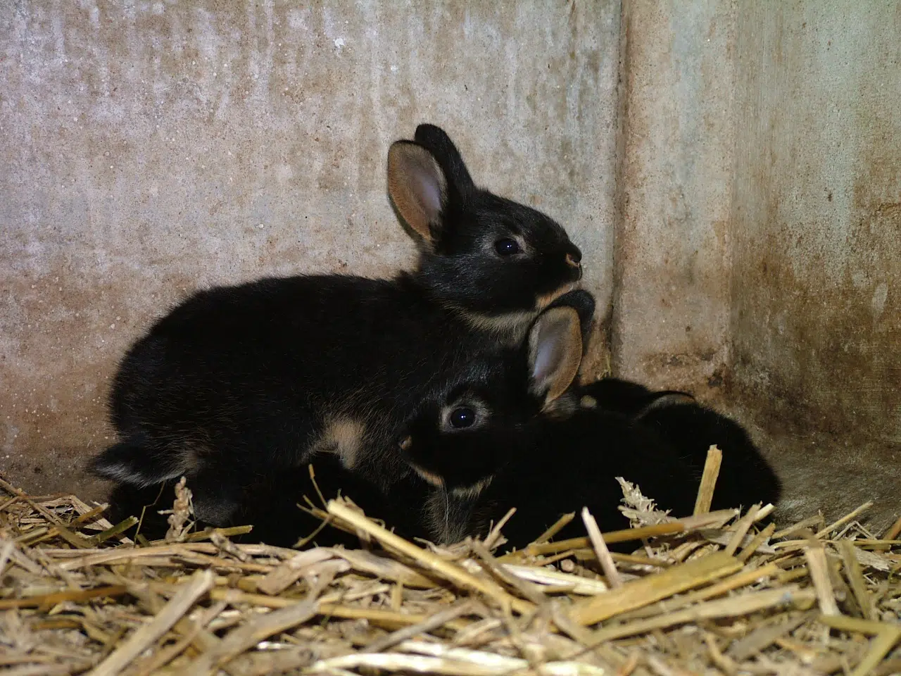 Jeunes lapin-chèvre ©cregene Jeunes lapins-chèvre au pelage noir dans de la paille