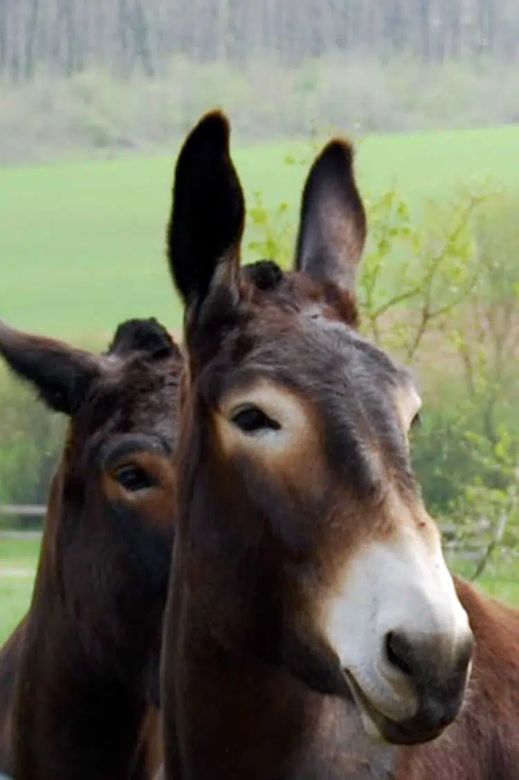 Portrait de deux mules poitevines