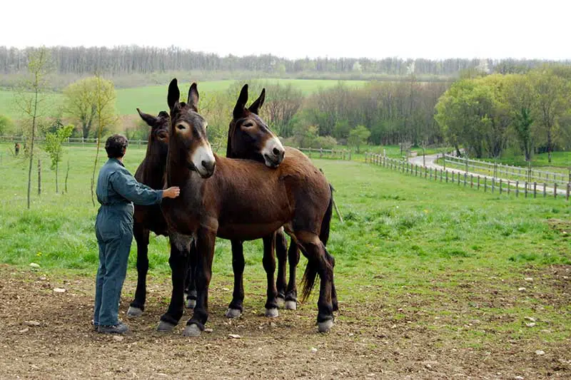 Trois mules poitevines et leur propriétaire dans un paysage vallonné