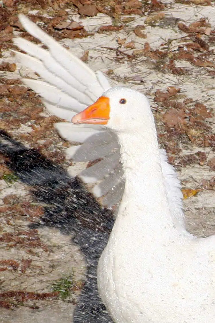 Oie blanche du Poitou éclaboussant de l'eau