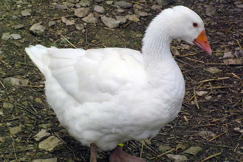 Oie blanche du Poitou