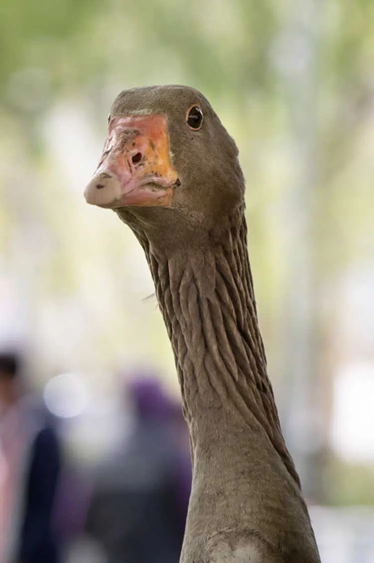 Portrait d'une oie grise du Marais poitevin ©cregene Portrait d'une oie grise du Marais poitevin