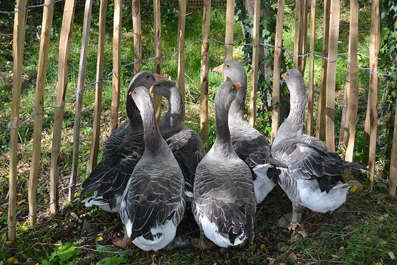 Oies grises du Marais poitevin présentées lors d'un évènement ©cregene Troupeau d'oies grises du Marais poitevin présentées lors d'un évènement