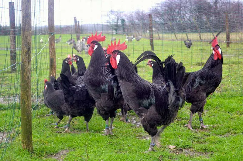 Coqs et poules de Barbezieux ©cregene Coqs et poules de Barbezieux dans leur enclos enherbé