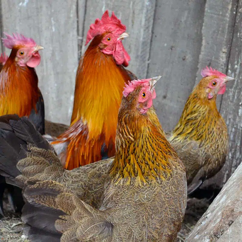 Poule de Marans - Conservatoire des Ressources Génétiques (Cregene)