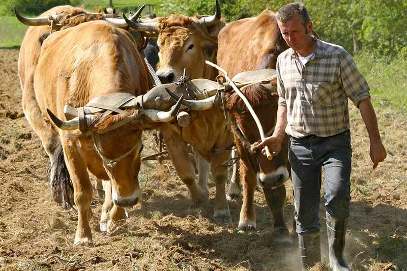 Vaches maraîchines attelées pour le travail du sol et tirées par leur propriétaire