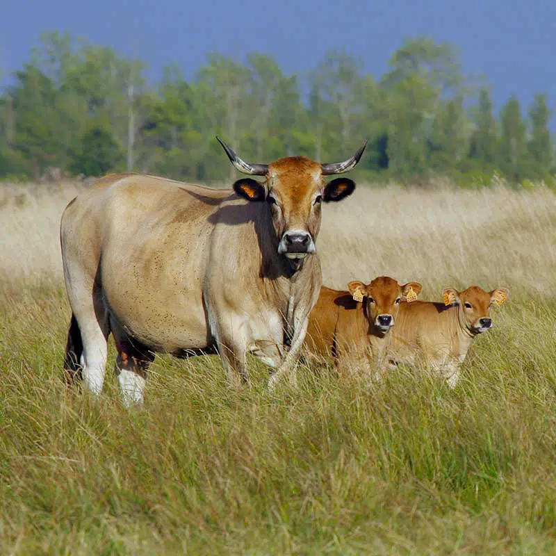 Vache et veaux maraîchins - Conservatoire des Ressources Génétiques (Cregene)