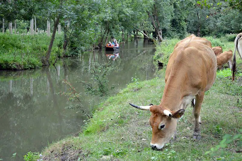 Vache maraîchine dans le Marais poitevin