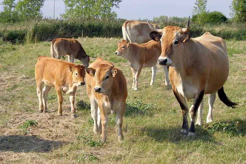 Troupeau de vaches maraîchines et leurs petits 