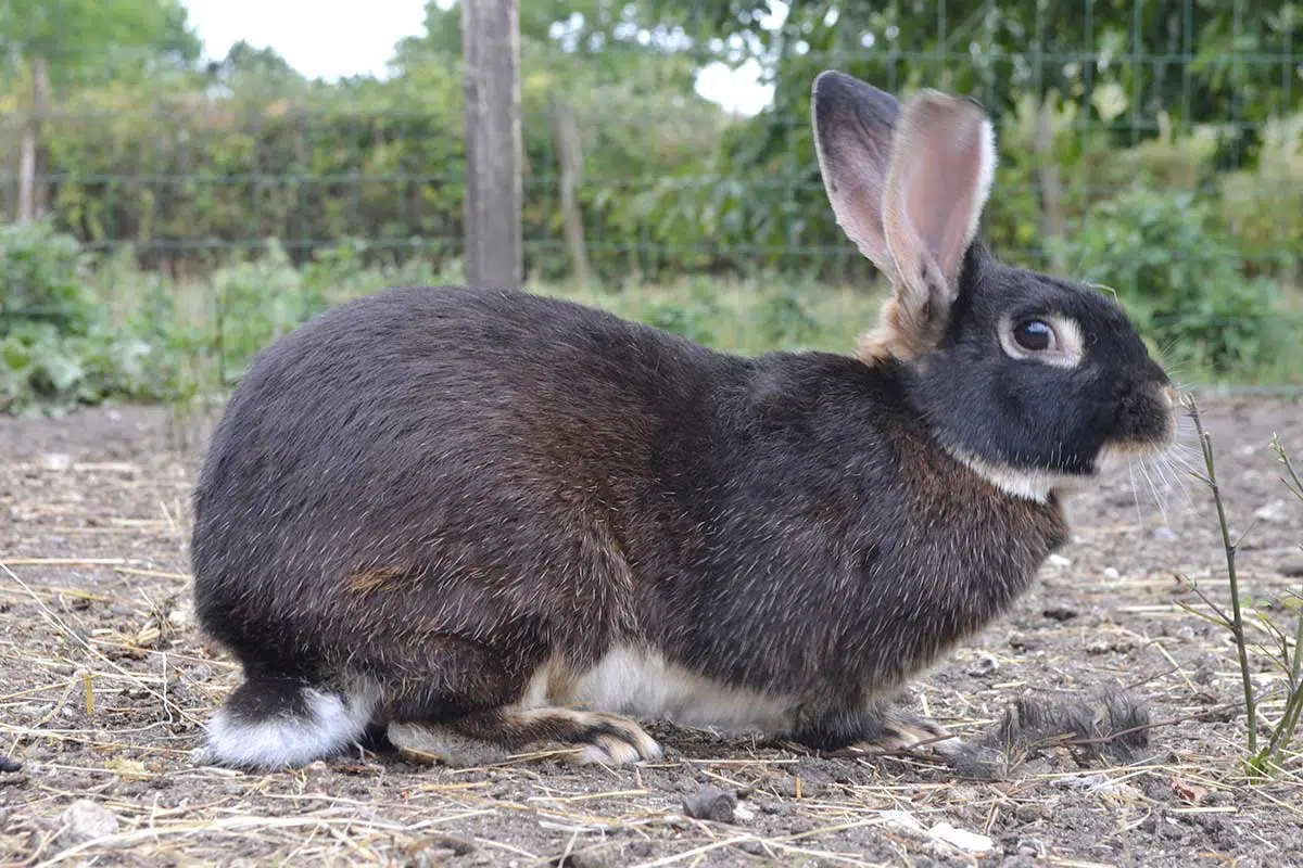 Lapin-chèvre de profil ©cregene Lapin-chèvre de profil