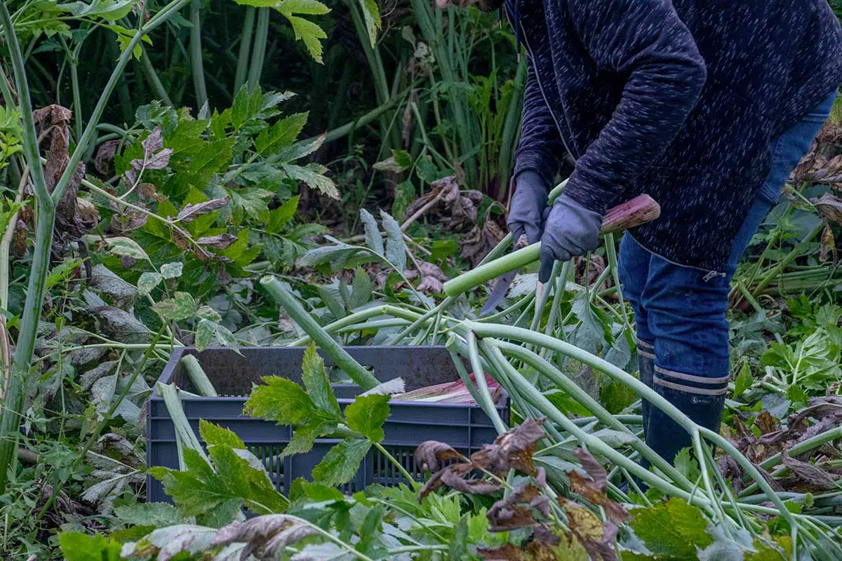 Récolte de l'angélique avec la découpe de tiges