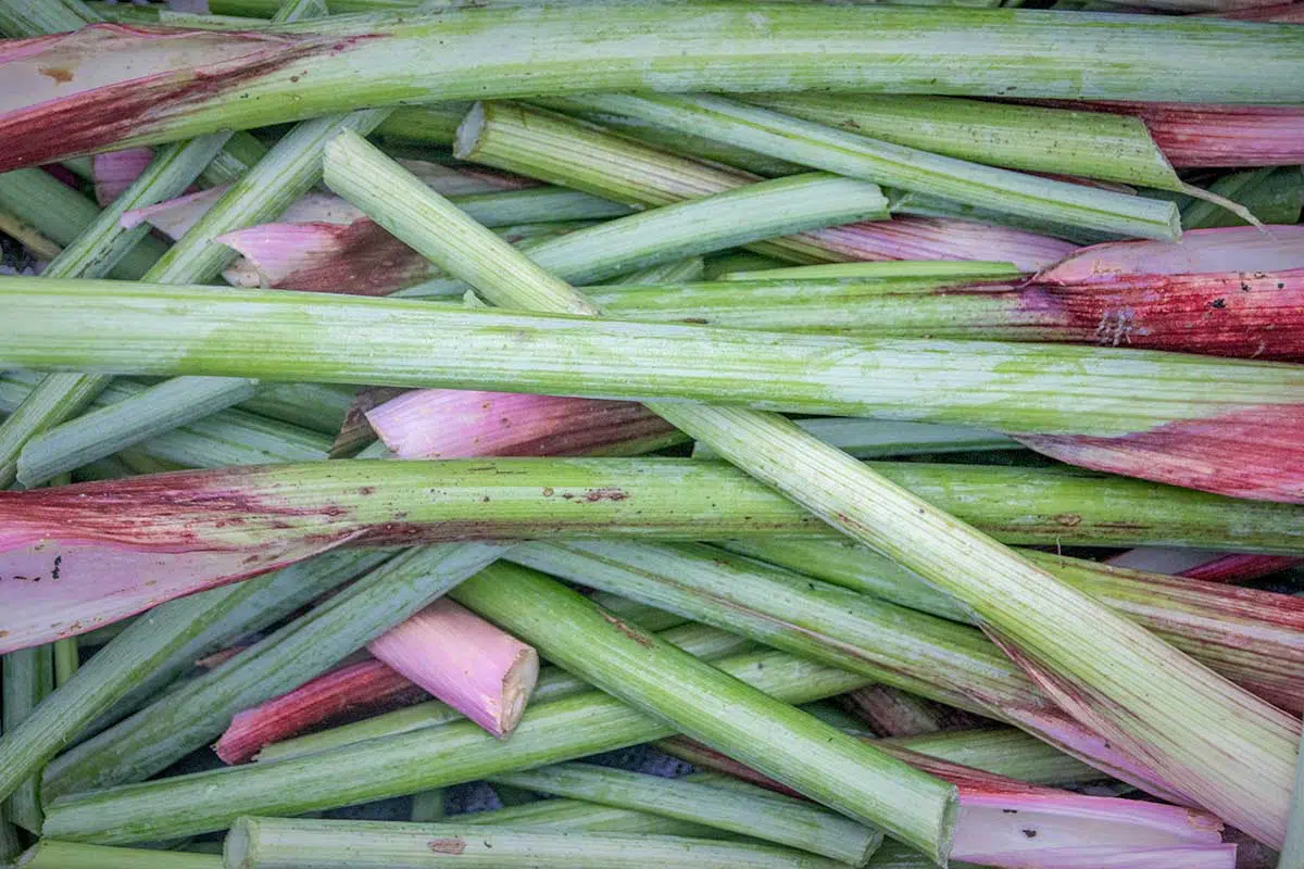 Bâtons d'angélique récoltés et prédécoupés