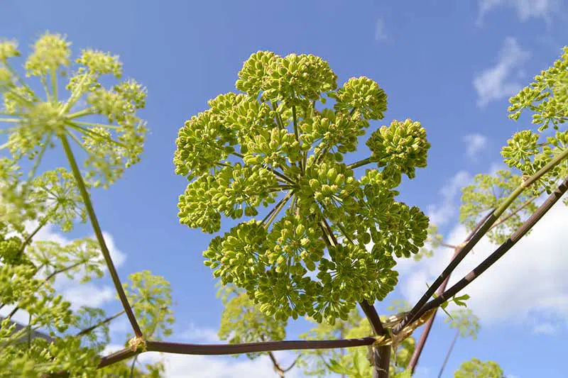 Fleurs d'Angélique de Niort-Marais poitevin