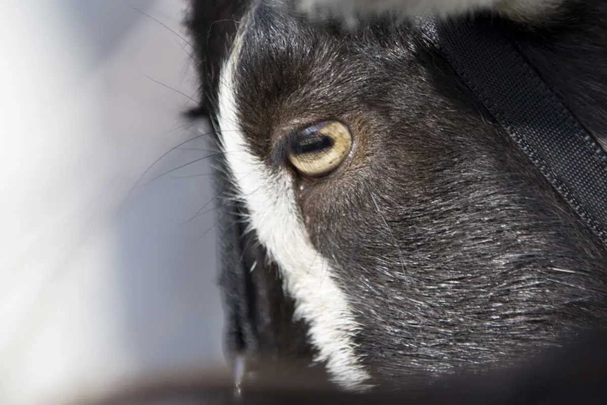 Une photo de l'oeil d'une chèvre poitevine par Gilles de la Cuvellerie