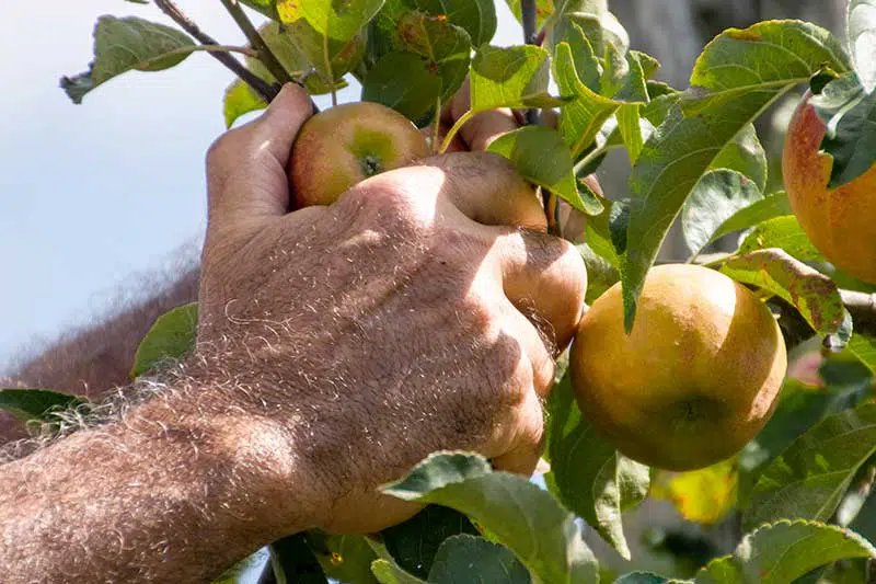 Main d'homme cueillant une pomme du verger de Pétré-Luçon