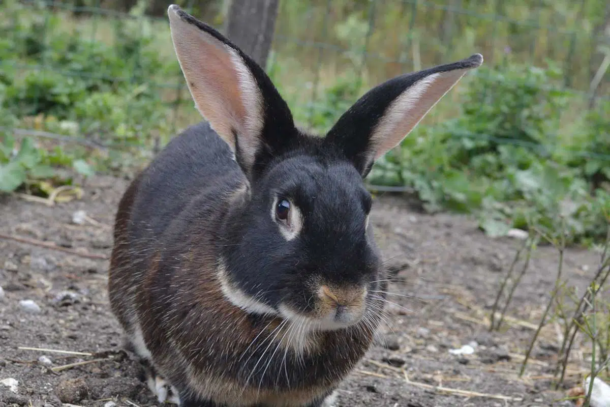 Lapin-chèvre dans une cour ©cregene Lapin-chèvre dans une cour