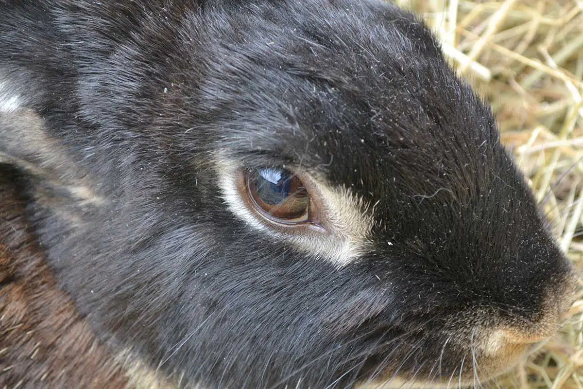 Lapin-chèvre ©cregene L'oeil et le museau d'un lapin-chèvre