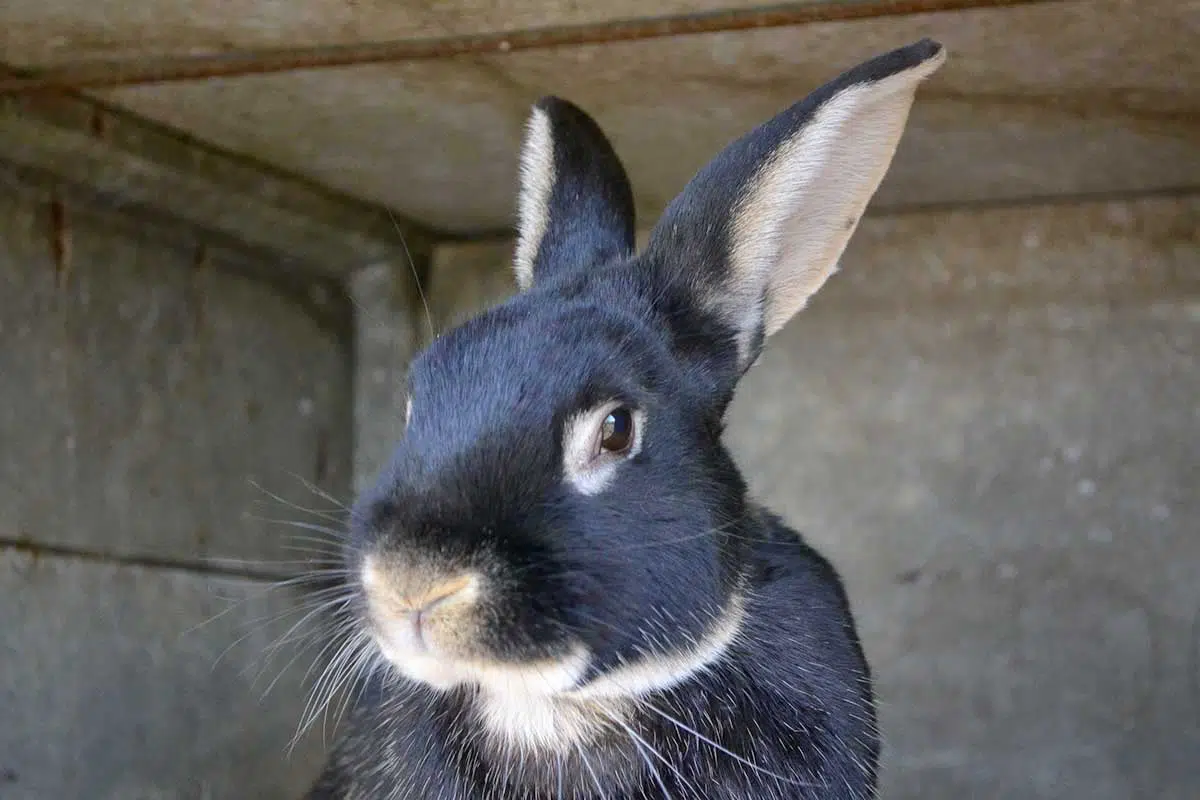 Portrait d'un lapin-chèvre ©cregene Portrait d'un lapin-chèvre
