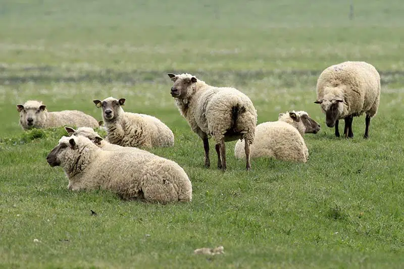 Un troupeau de moutons vendéens