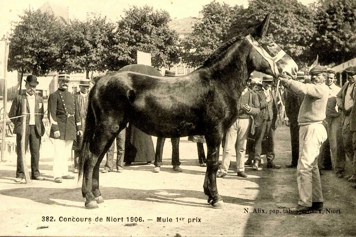 Archive en noir et blanc d'une mule poitevine au concours de Niort de 1906