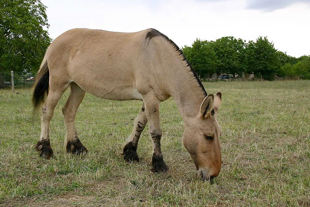 Thalia, une mule poitevine à la robe Isabelle