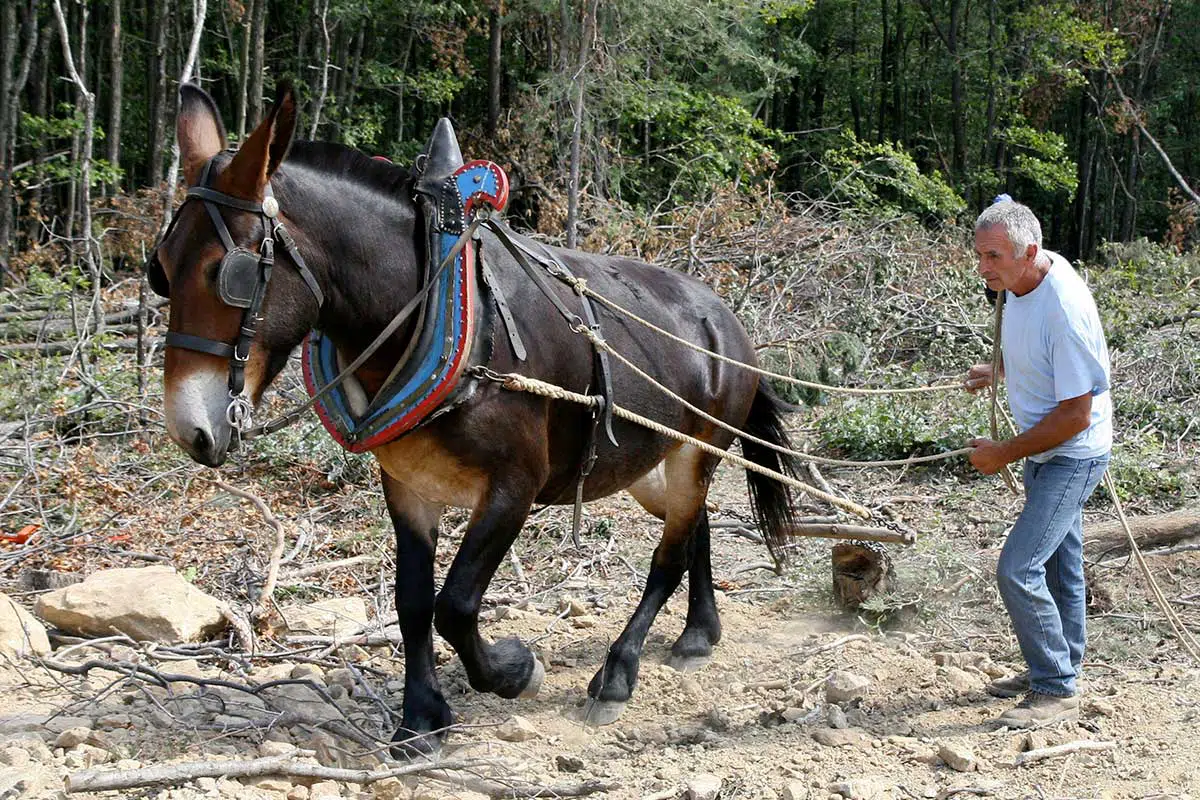 Mule poitevine attelée tirant tronc d'arbre 