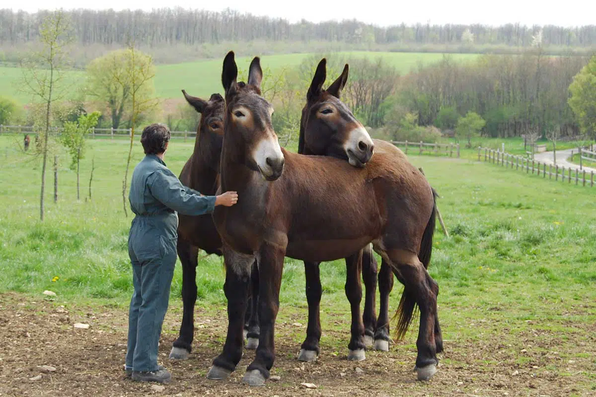 Trois mules poitevines et leur propriétaire