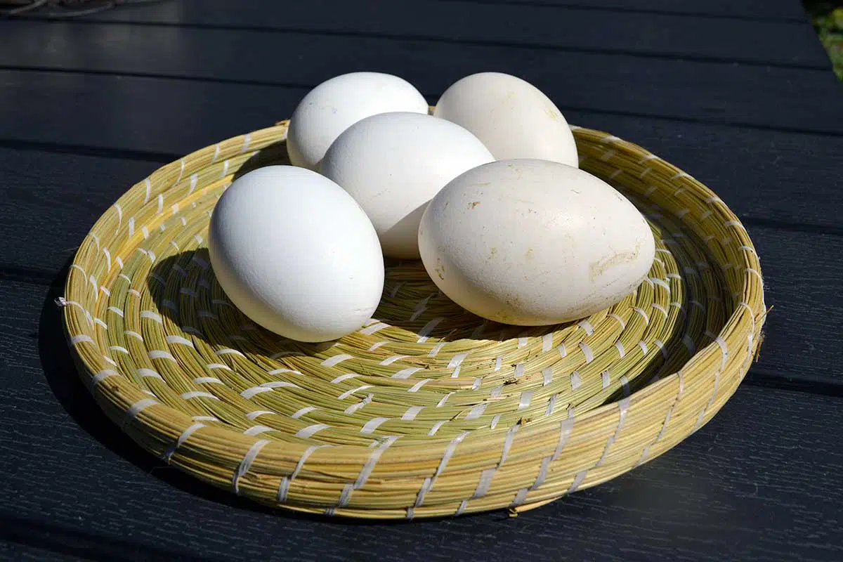 Œufs de poule de Barbezieux ©cregene Œufs blancs de poules de Barbezieux dans un plat tressé