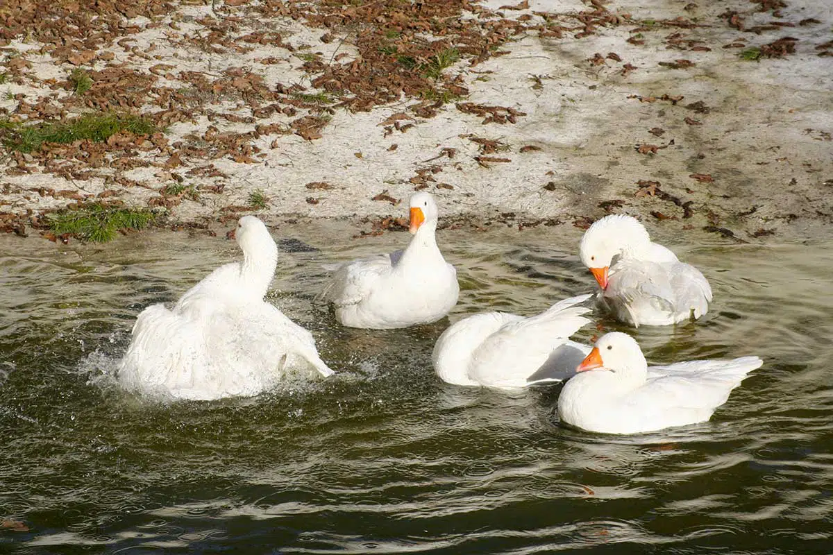 Troupeau d'oies blanches du Poitou faisant leur toilette dans un bassin d'eau