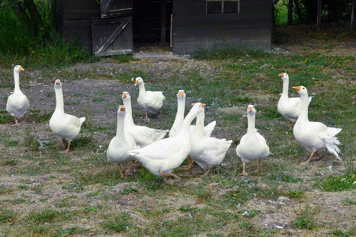Troupeau d'oies blanches du Poitou dans une cour enherbée