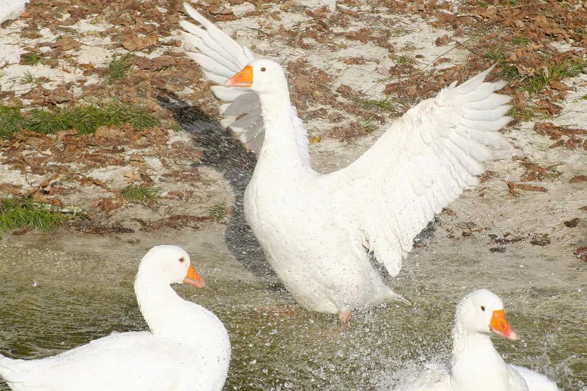 Oie blanche du Poitou aux ailes déployées