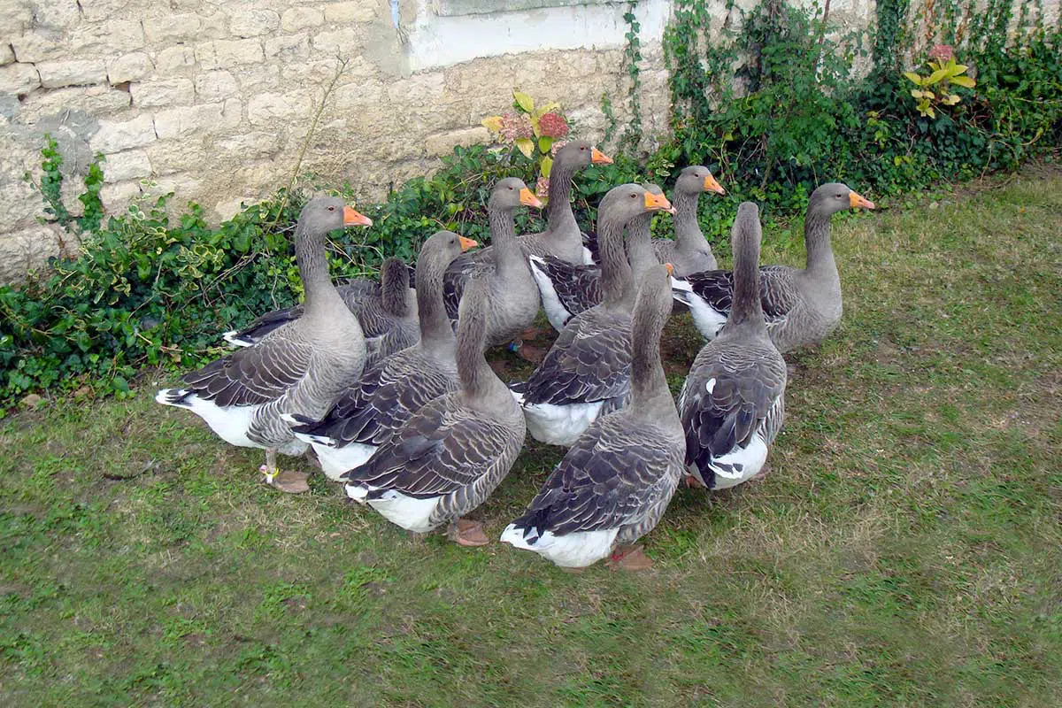 Troupeau d'oies grises du Marais poitevin ©cregene Troupeau d'oies grises du Marais poitevin