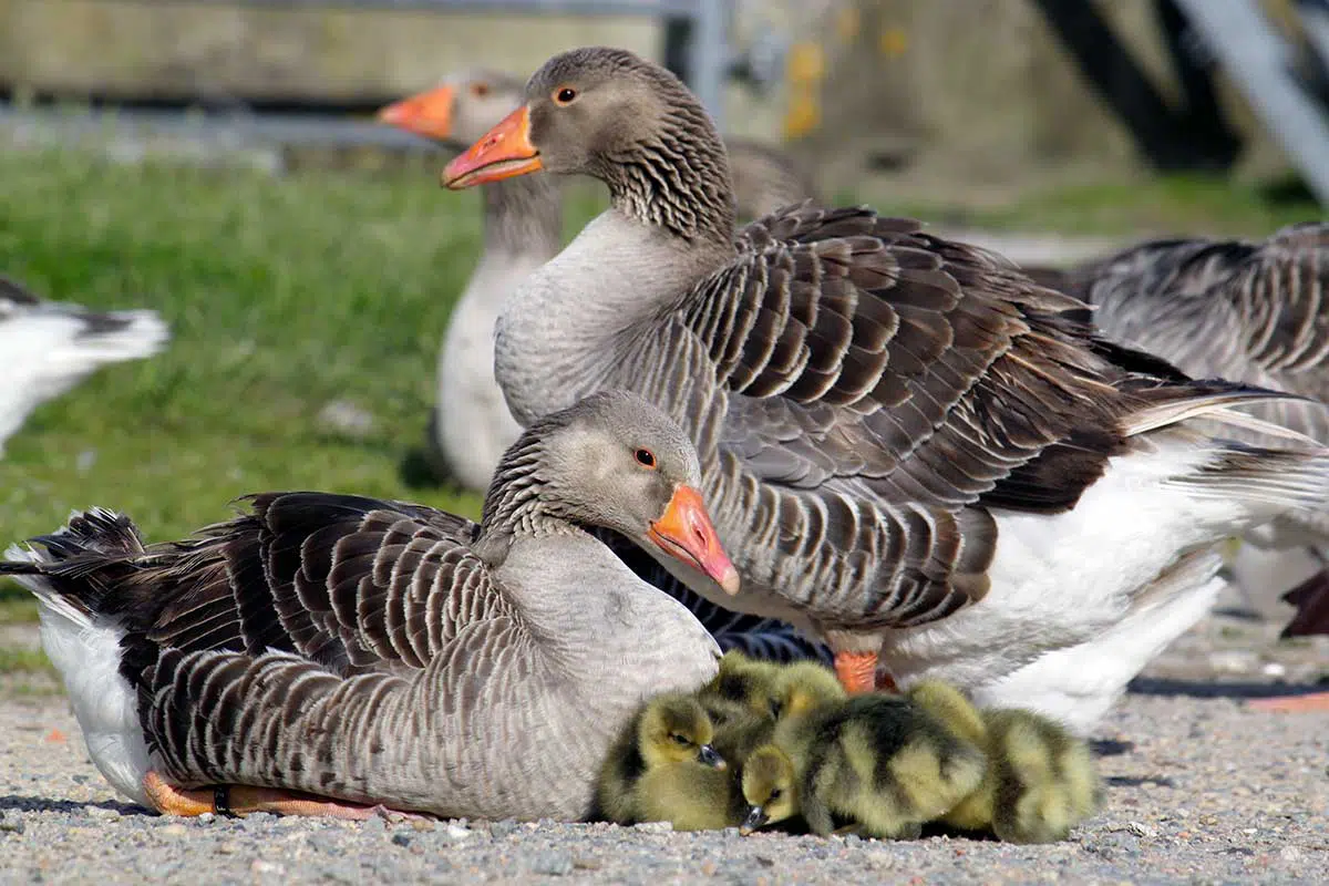 Oies grises du Marais poitevin et leurs oisons ©Frédéric Signoret Deux oies grises du Marais poitevin et plusieurs oisons