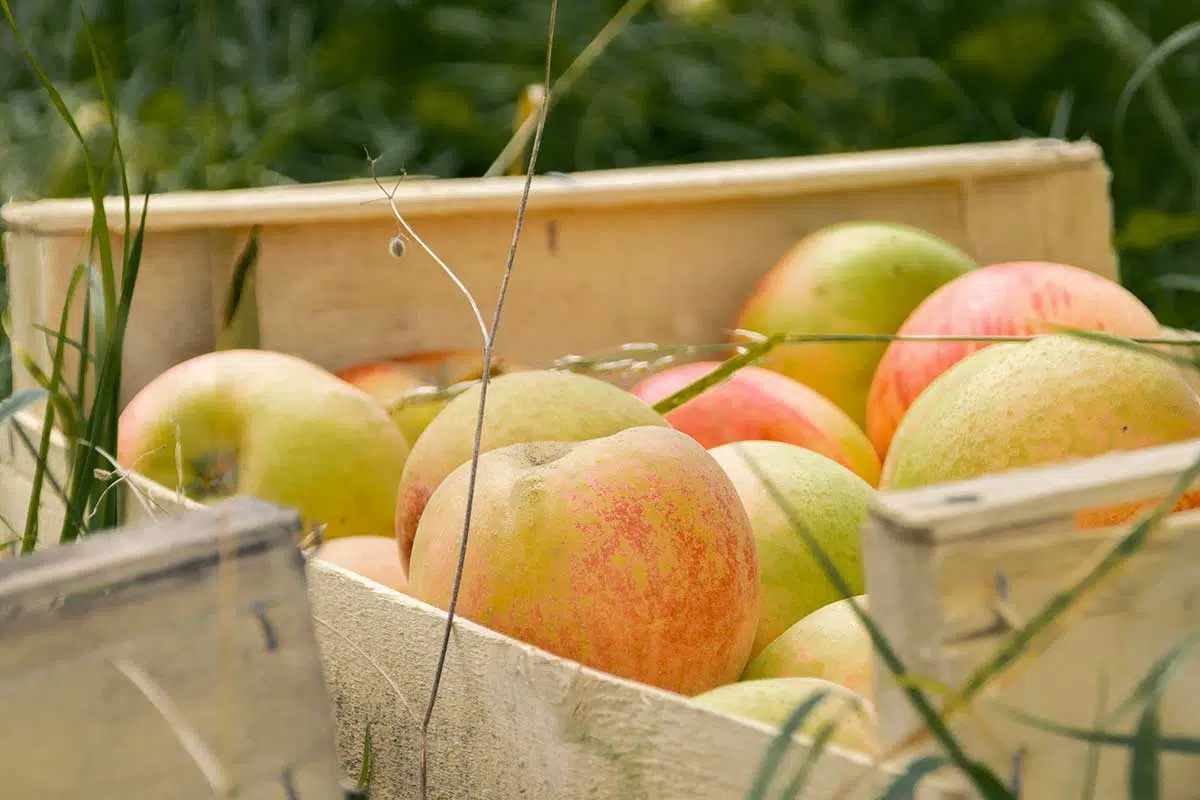 Pommes - Conservatoire des Ressources Génétiques (Cregene)