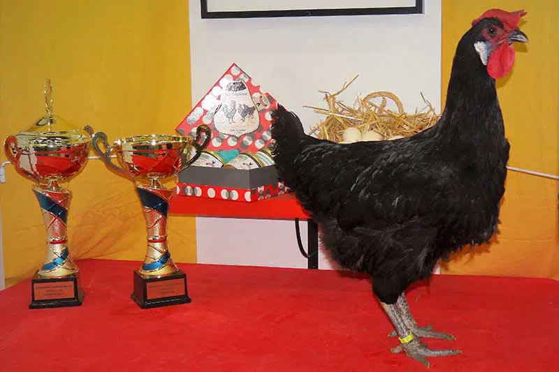 Poule de Barbezieux devant ses trophées ©Poule de Barbezieux Club de France Poule de Barbezieux lors d'un concours devant ses trophées