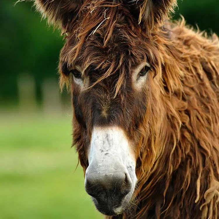 Portrait du baudet du Poitou