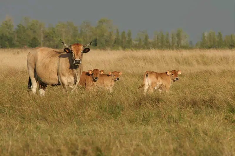 Vache maraîchine et ses trois petits dans une prairie