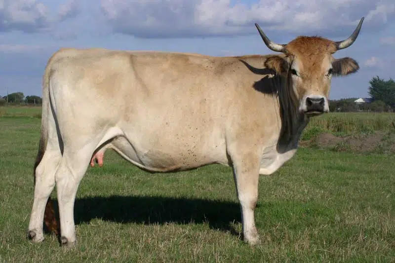 Vache maraîchine de profil nous regardant