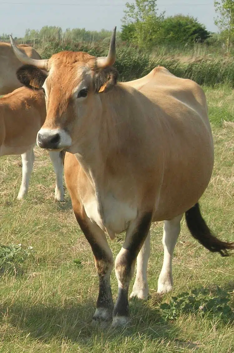 Vache maraîchine dans un pré