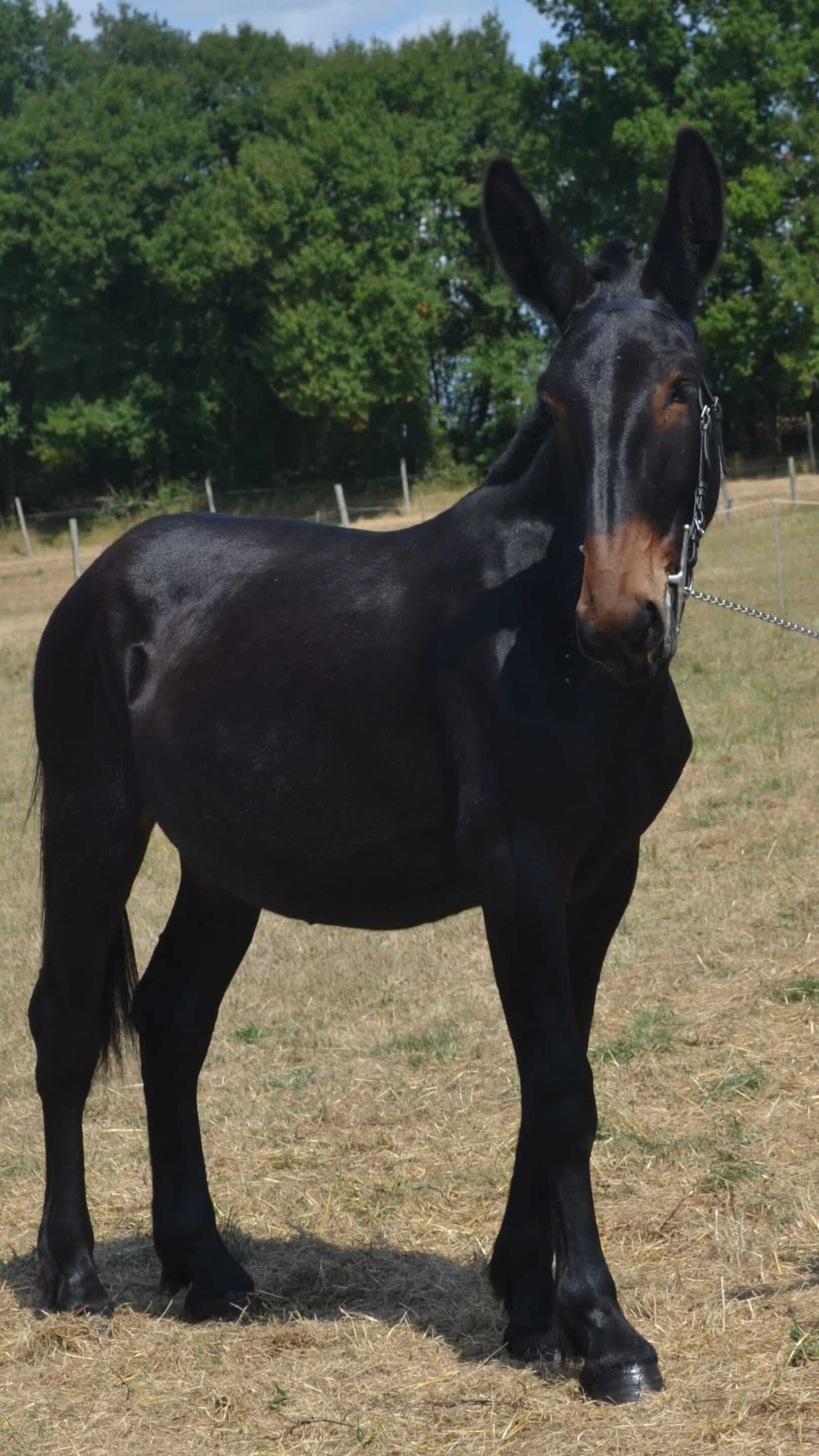 Mulet Poitevin de 1 an